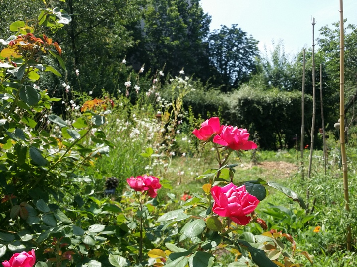 20190703_124638.jpg - 3 juillet 2019