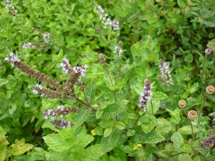 P1030460-1.JPG - Menthe en fleurs - 3 août 2011